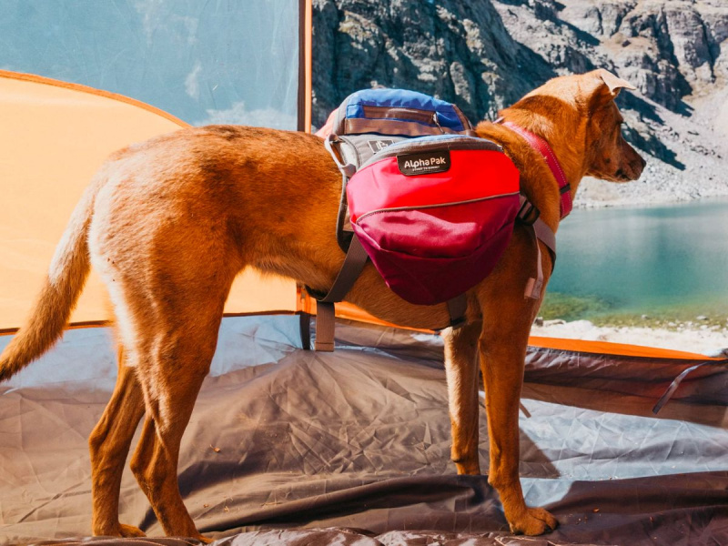   लाल रंग का सैडलबैग पहने एक कुत्ता एक टेंट में खड़ा है।