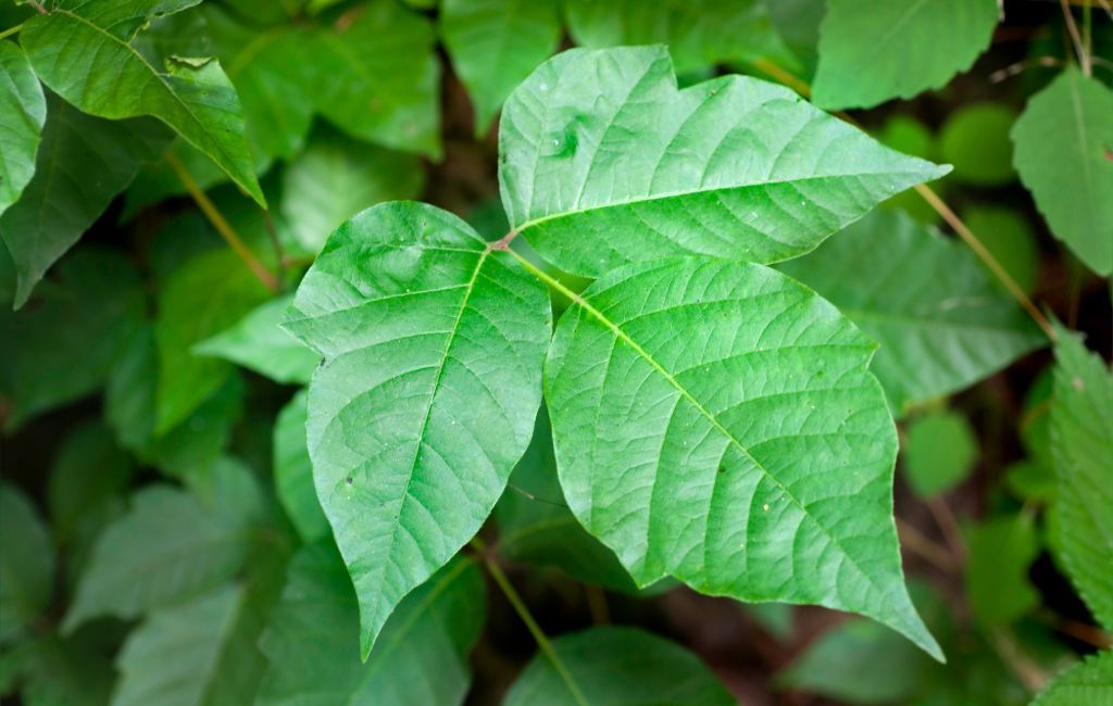 identificatie van poison ivy leaf