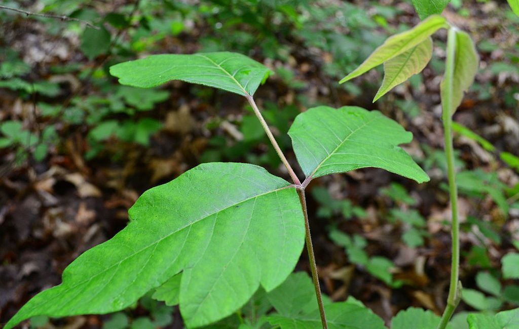 afbeeldingen van de identificatie van de stengel van poison ivy