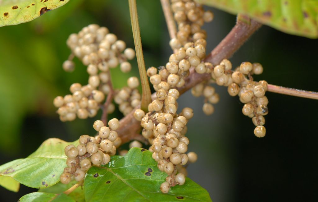hoe poison ivy-bessen te identificeren