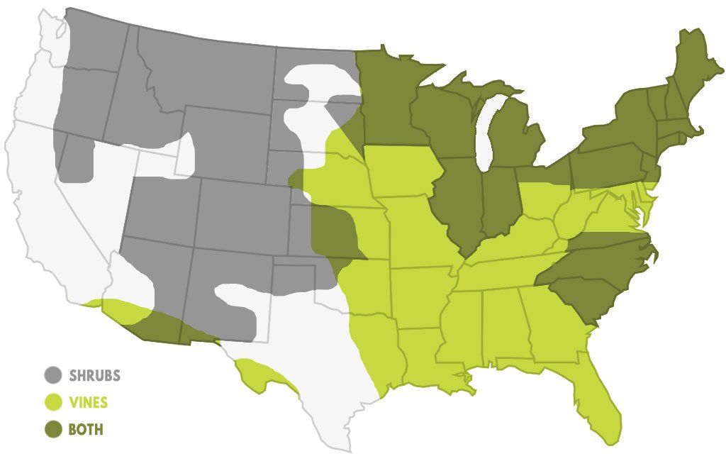 Къде расте отровен бръшлян - карта на отровен бръшлян