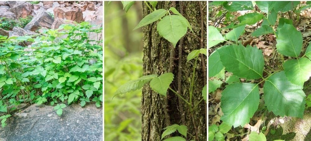 hoe ziet poison ivy eruit: struiken en wijnstokken