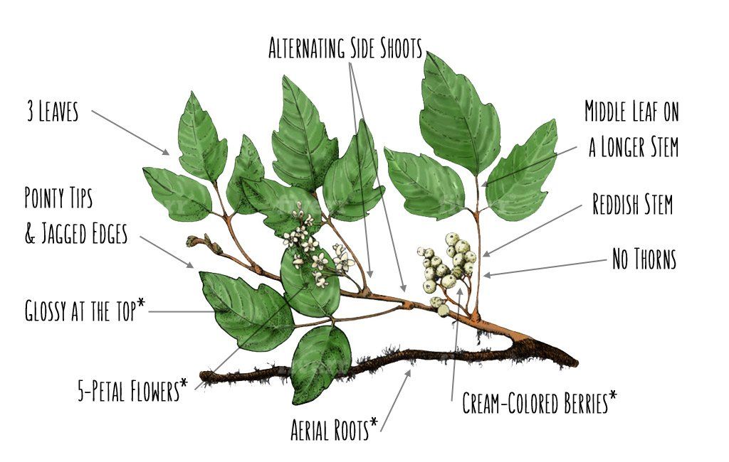hvordan identifisere Poison Ivy diagram