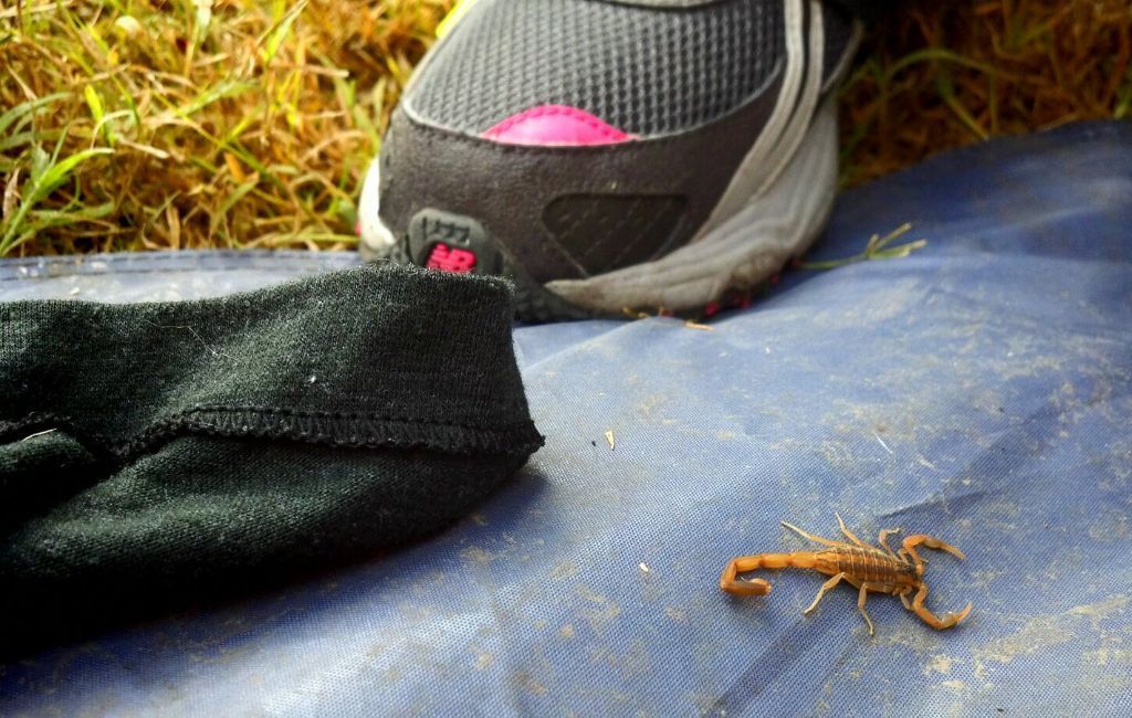 skorpions blakus pārgājiena apavam
