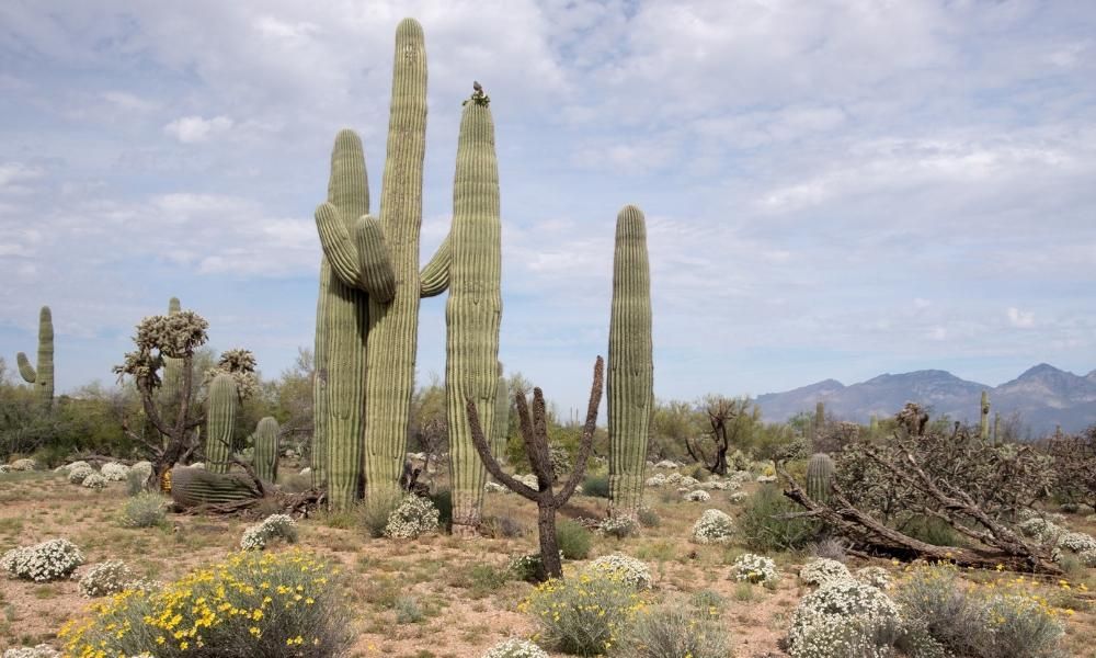 cactus del desierto de arizona trail
