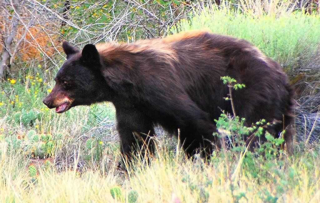 barva ameriškega črnega medveda