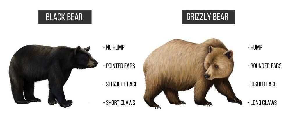 musta karhu vs ruskea karhu