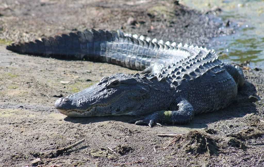 alligator aux états-unis