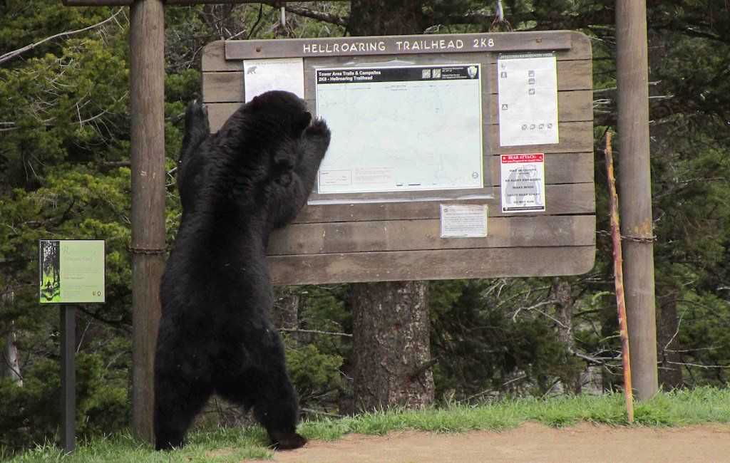 ours noir dangereux debout sur le signe du sentier