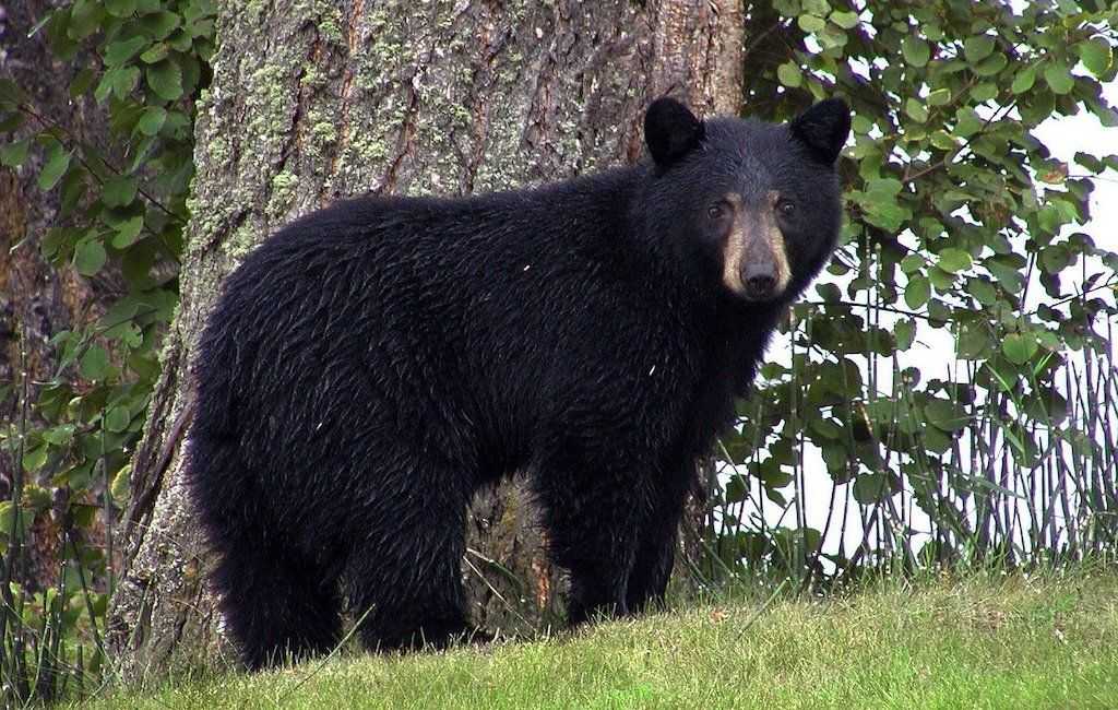 črni medved, ki gleda v kamero