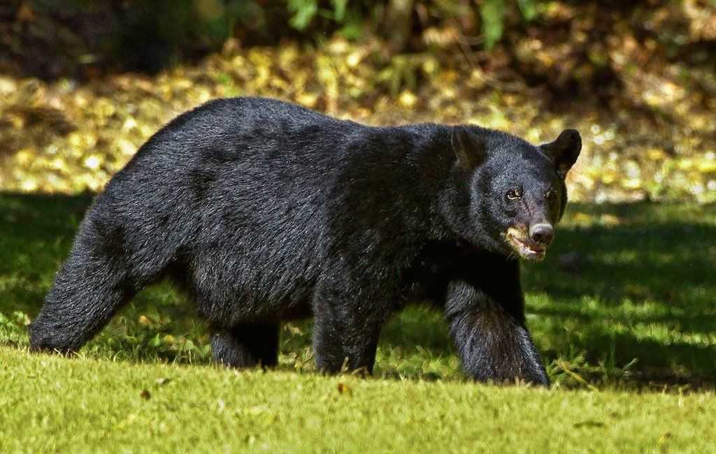 so črni medvedi nevarni