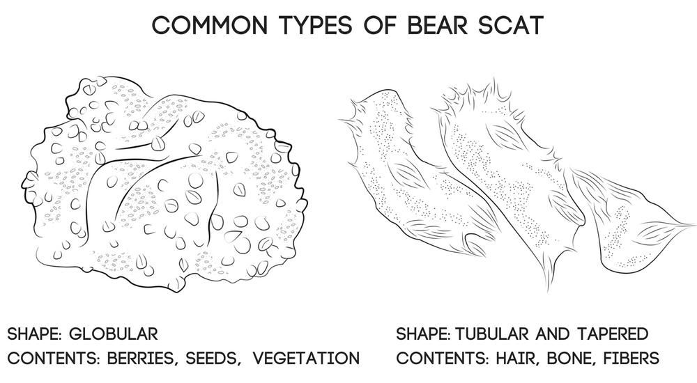 imágenes de identificación de oso scat