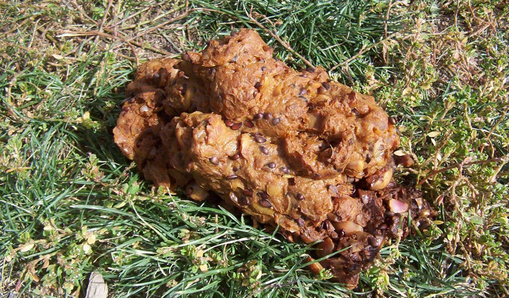 grizzly Bear Scat