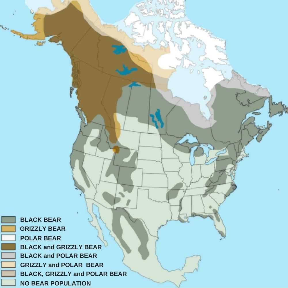 melnā lāča grizli lāču populācija un izplatība Amerikas Savienotās Valstis