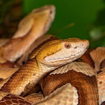 morsure venimeuse de serpent Copperhead