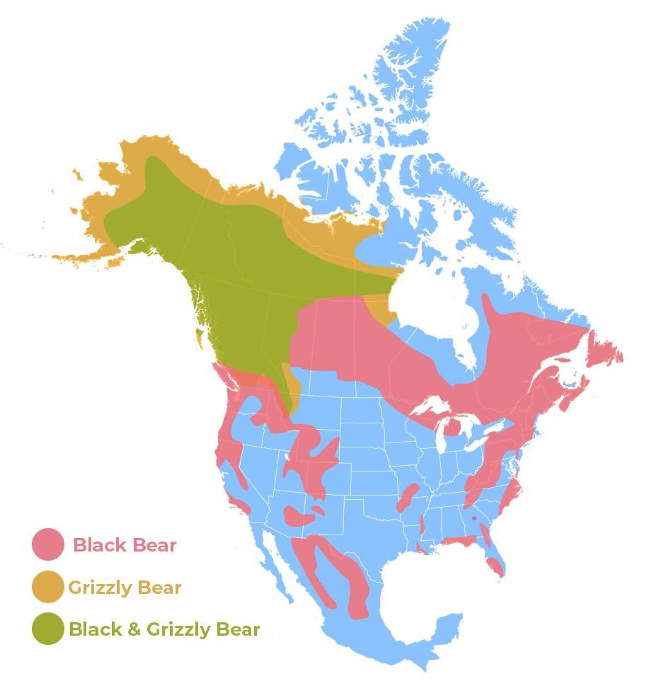 карта на мечка разпределение на популацията САЩ