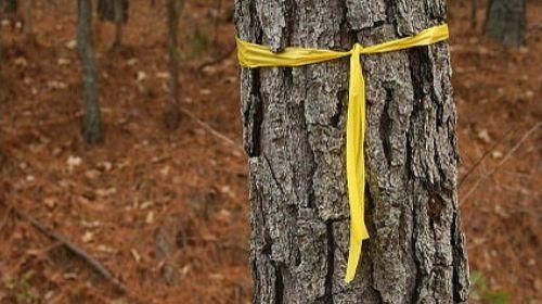Resplandor de la bandera amarilla atada al árbol