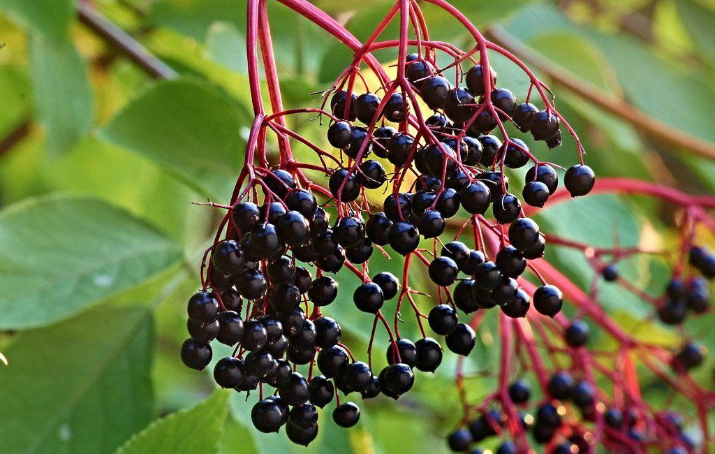 gambar tumbuhan beracun elderberry