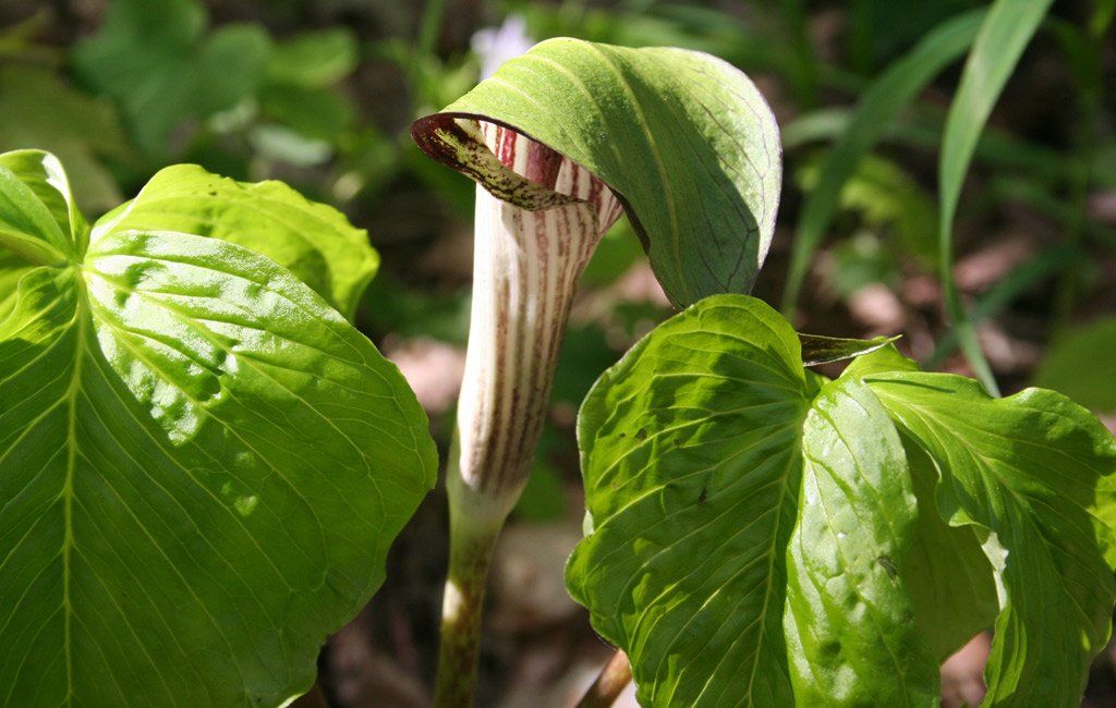 дикая пуансеттия - ядовитое растение