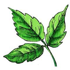 poison ivy is een giftige plant