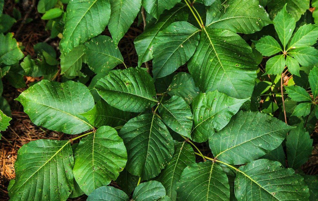 gambar tumbuhan beracun ivy beracun