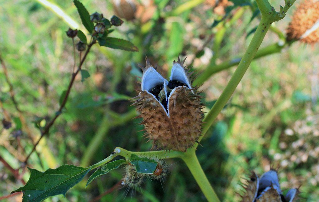 larkspur est une plante vénéneuse
