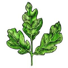 oak racun adalah tumbuhan beracun