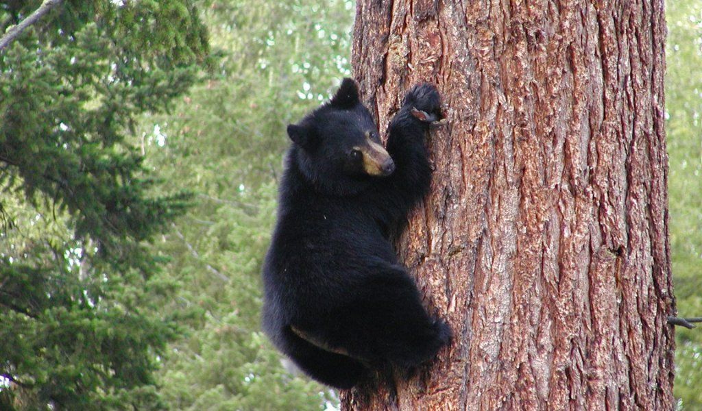 медведь залезает на дерево