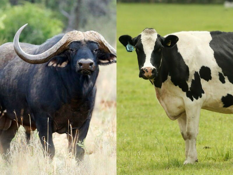 Govs piens vs Bufalo piens: kurš no tiem ir labāks muskuļu veidotājs?