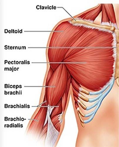 5 patiešām efektīvi bicepsa vingrinājumi, uz kuriem galvenokārt tiek domāts