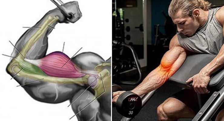 Raisons pour lesquelles vos biceps sont encore petits et non