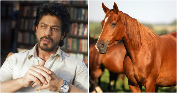 शाहरुख खान - इक्विनोफोबिया या घोड़ों का डर