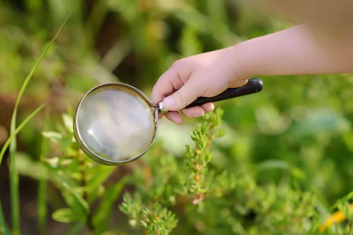 Niño sosteniendo una lupa sobre una planta