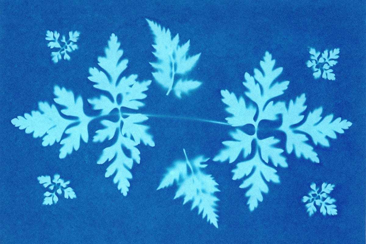 Сине-белый солнечный отпечаток папоротников