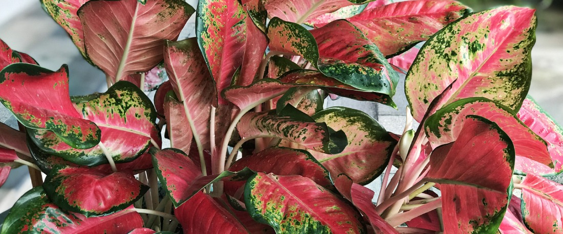 7 летни стайни растения, които изглеждат страхотно на закрито и са идеални за начинаещи в градинарството