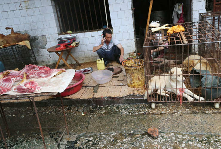 Kohutavad faktid ‘Praetud roti’ ja ‘Nahkhiirekommi’ müüva Hiina märgturu kohta