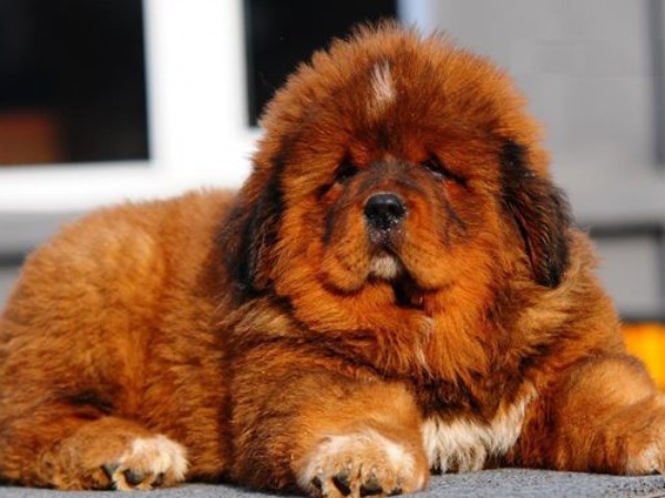 Mastiff tibétain (2200 $ - 7000 $)