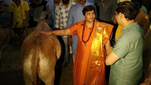 Teadlased ütlevad, et lehma uriinil on kasu tervisele 'null' ja see kõlab India valitsuse jaoks halb uudisena