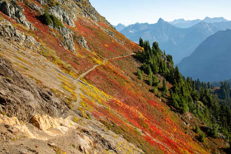   Un sentier coupe le long du flanc escarpé d'une montagne. Des feuillages rouges et jaunes bas poussent de chaque côté du sentier.