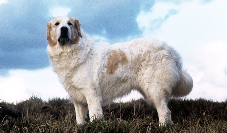 Les plus grandes races de chiens de garde sur Terre