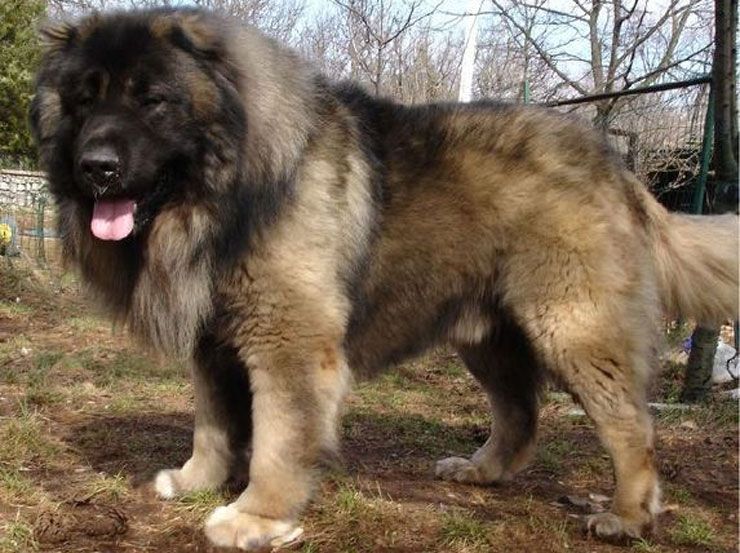 Najväčšie plemená strážneho psa na Zemi