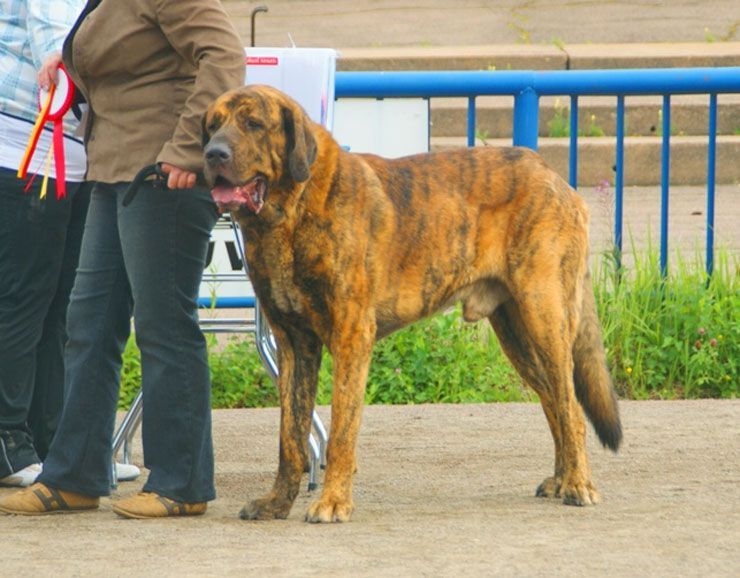 Las razas de perros guardianes más grandes del mundo
