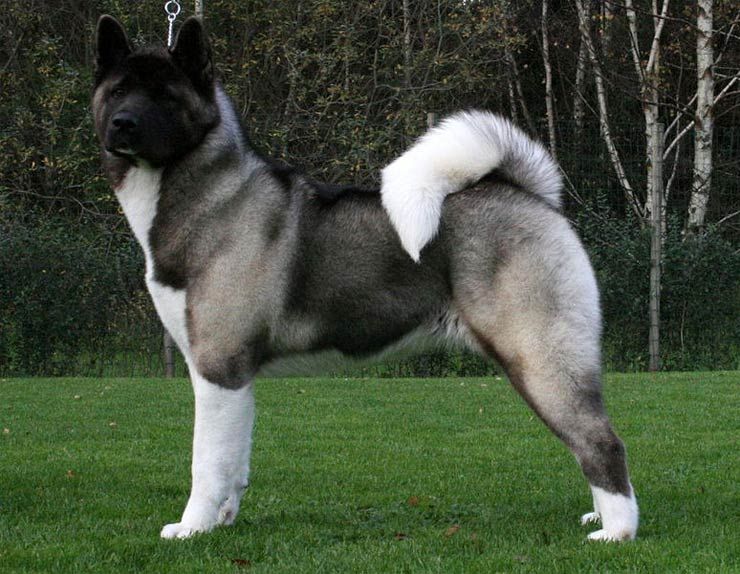 10 de las razas de perros guardianes más grandes del mundo que intimidarán a cualquier ladrón