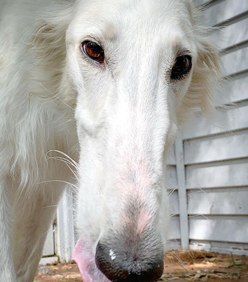 Boopable Nose на това куче е най-дългият и печели сърца в интернет