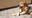 পোষা কুকুরটি ধরা পড়ল ম্যান যিনি প্রতিবন্ধী হয়ে নারীকে ধর্ষণ করেছিলেন, প্রুভিং কুকুর সবচেয়ে অনুগত