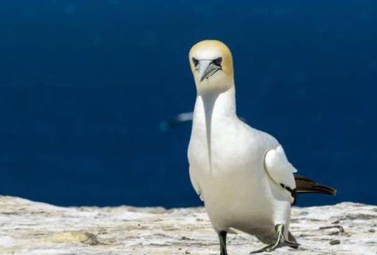 นกที่โดดเดี่ยวที่สุดในโลกตายถัดจากนกคอนกรีตปลอมที่เขาพยายามเคว้งคว้างมาหลายปี