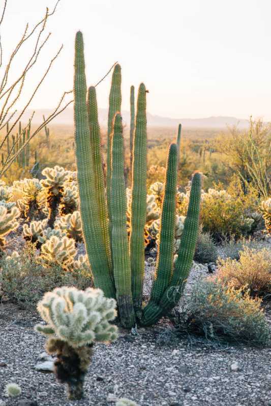 Kaktus organovej píšťaly
