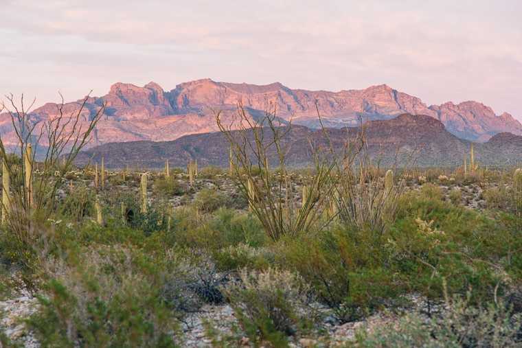 O întindere largă plină de cactus și munți în fundal