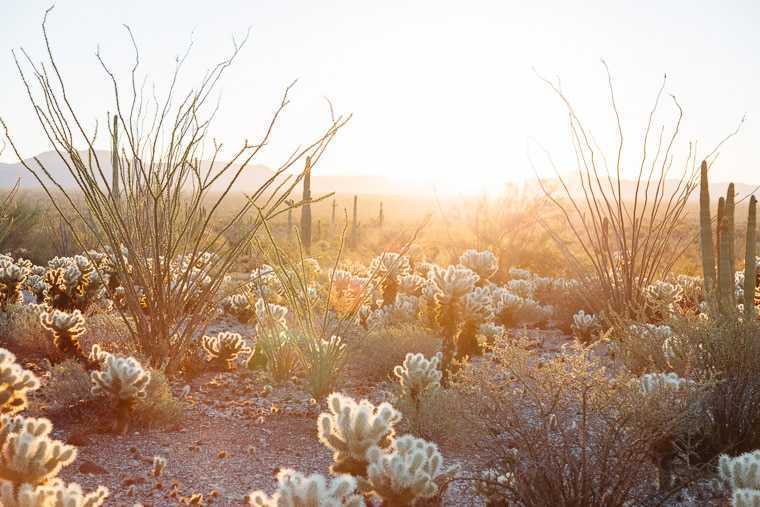Východ slunce v národním památníku kaktusů v Oregonu