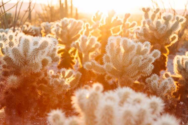 Poranne światło przez kaktusa Cholla